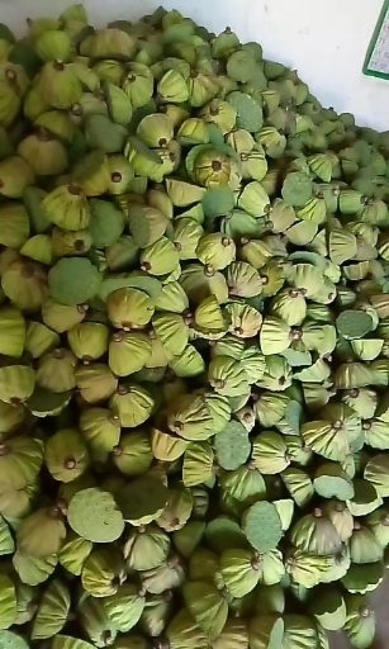 新鲜莲蓬