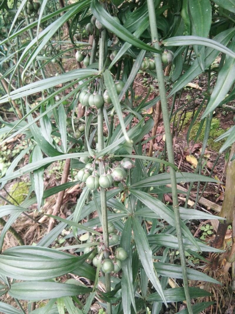 重楼，火麻七，紫金龙，黄精
