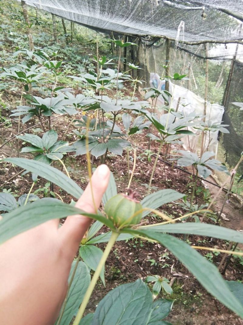 重楼，火麻七，紫金龙，黄精