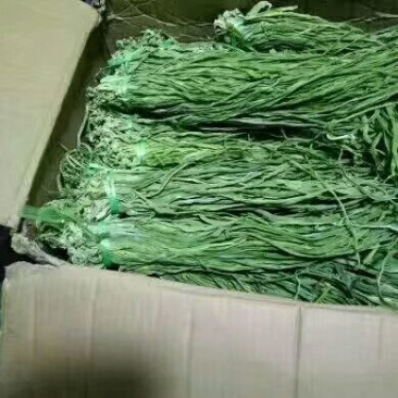 黄花菜，贡菜地里种的农产品。有需要的老板