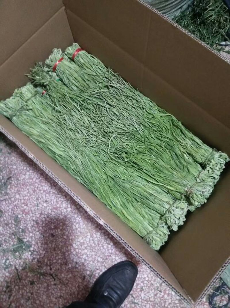 黄花菜，贡菜地里种的农产品。有需要的老板