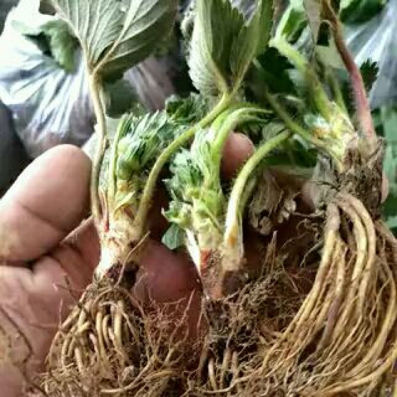 草莓苗甜宝草莓苗大棚用草莓苗