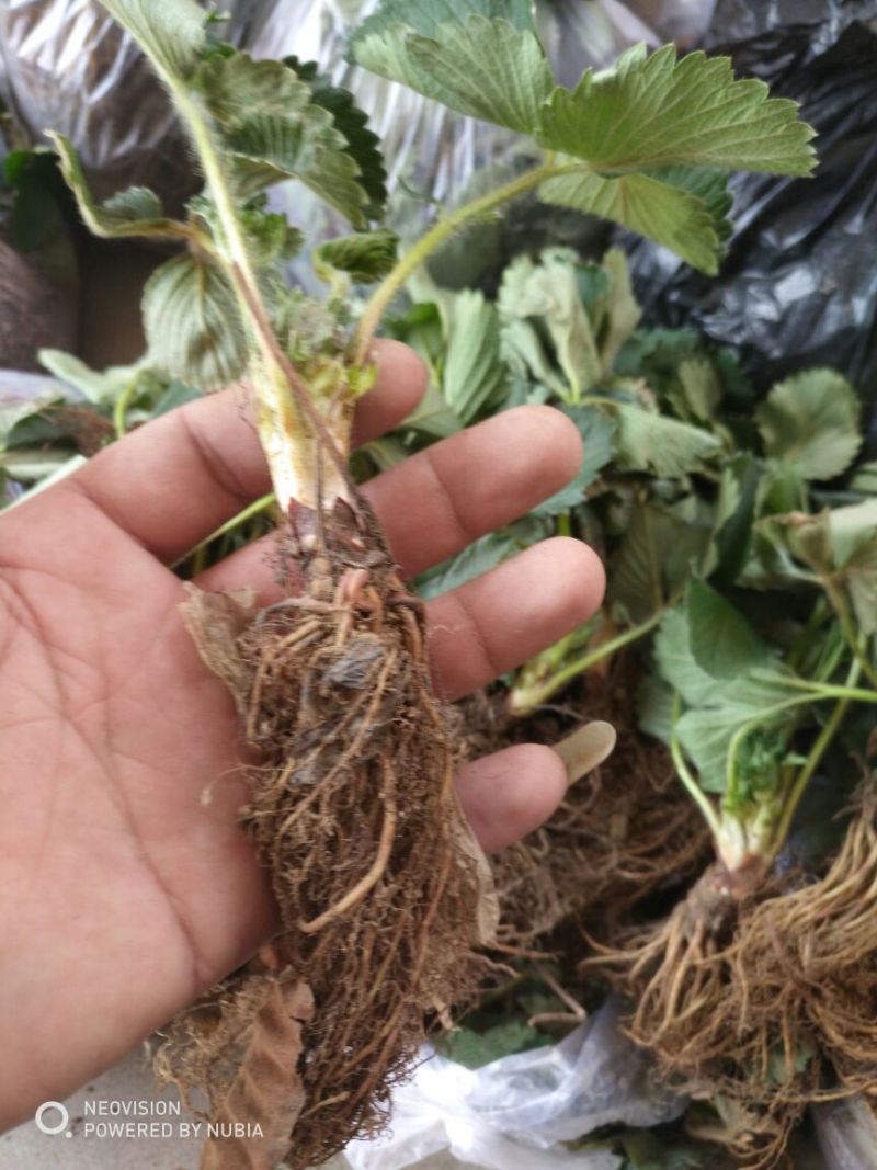草莓苗甜宝草莓苗大棚用草莓苗