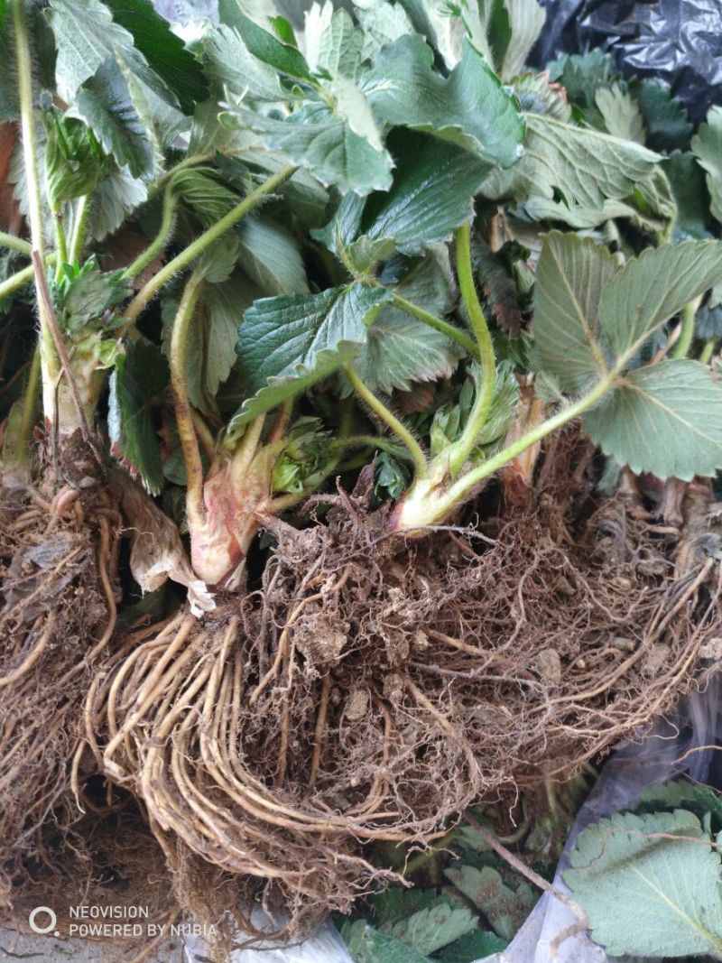 草莓苗甜宝草莓苗大棚用草莓苗