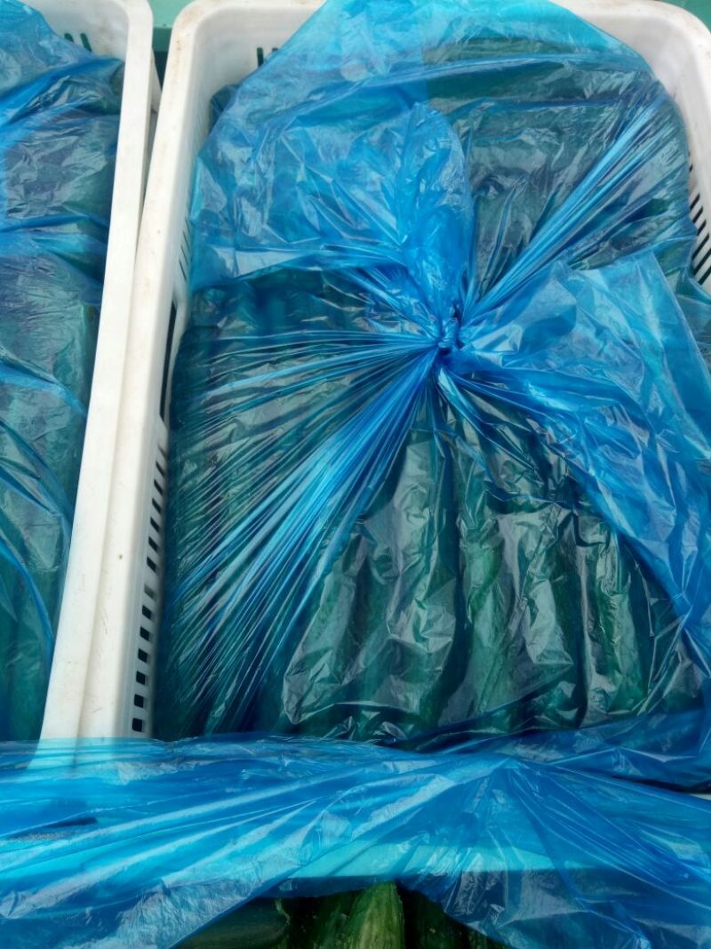 黄瓜油亮型：精品黄瓜，大量上市中