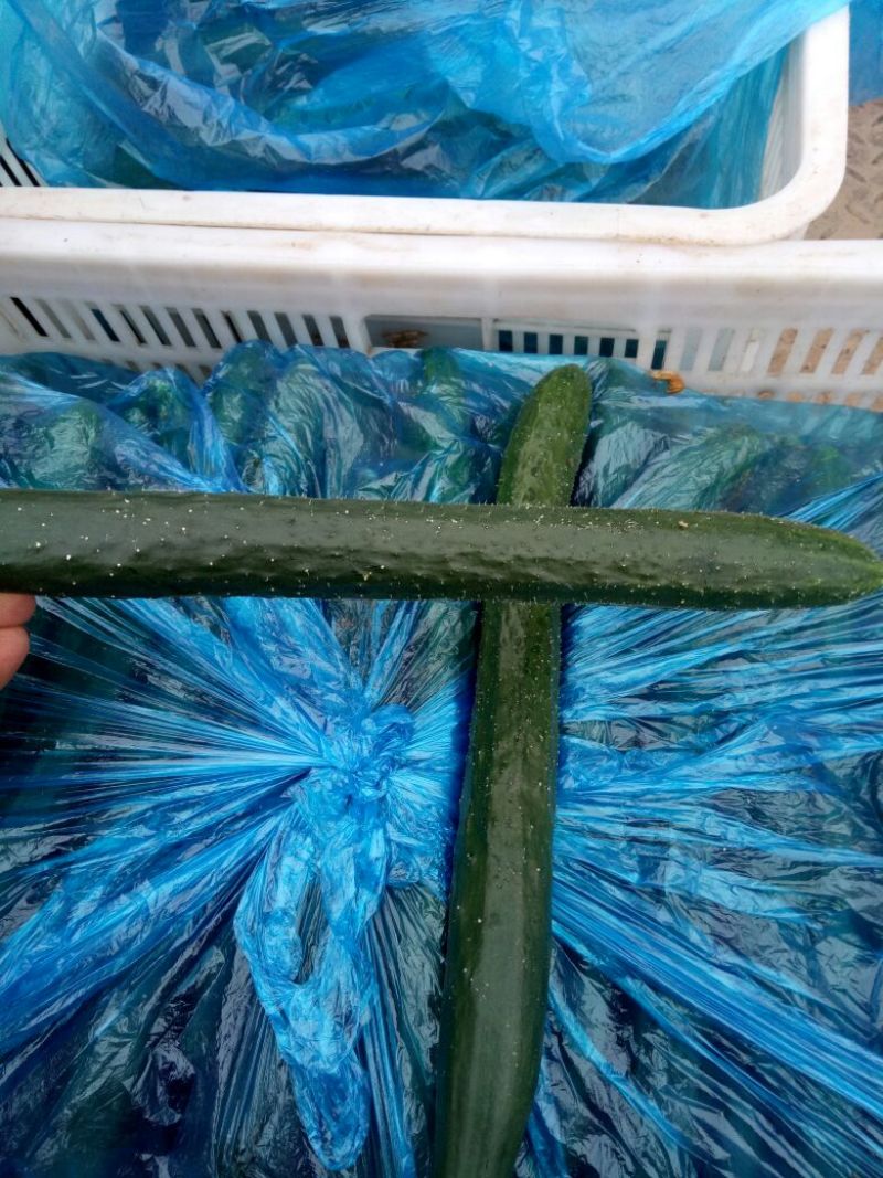黄瓜油亮型：精品黄瓜，大量上市中