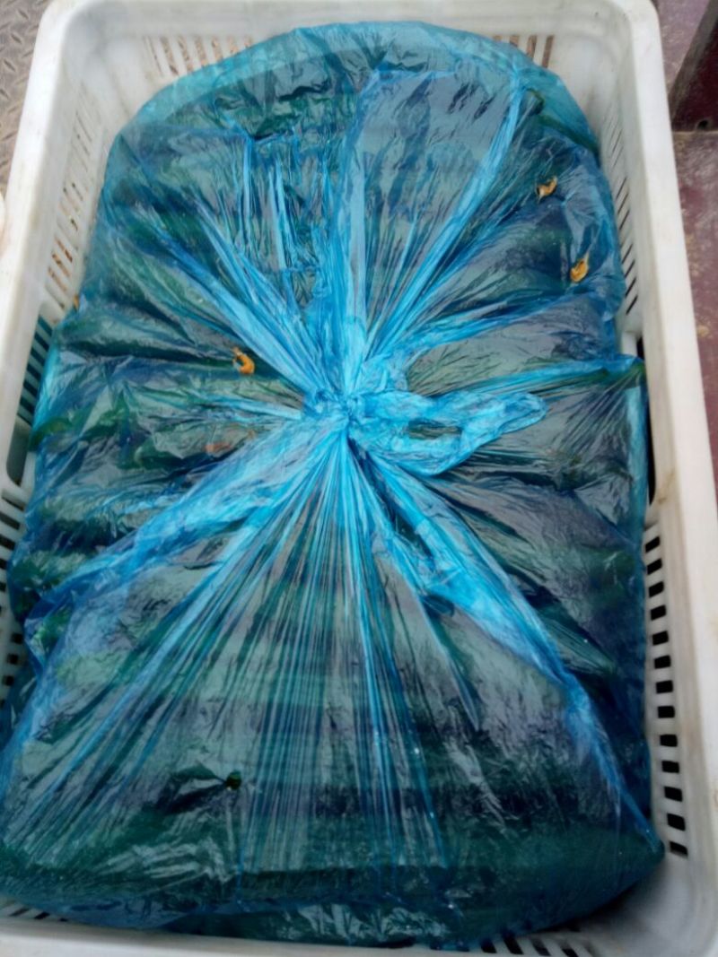 黄瓜油亮型：精品黄瓜，大量上市中
