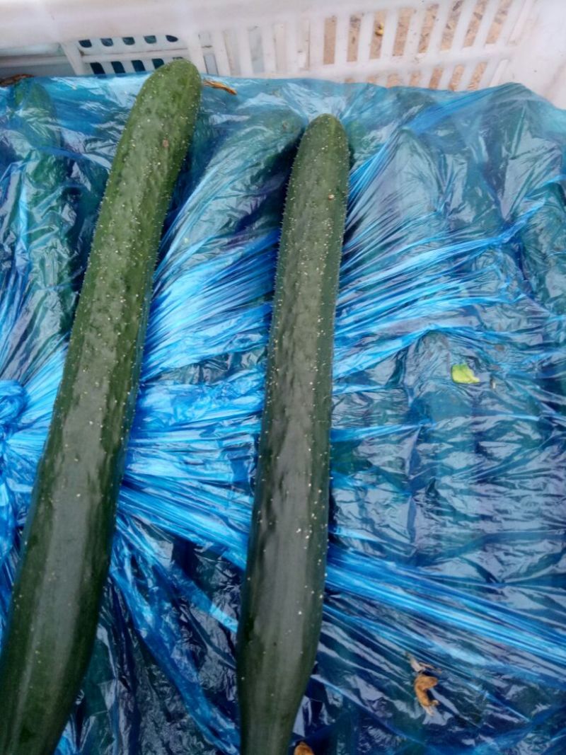 黄瓜油亮型：精品黄瓜，大量上市中