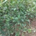 苹果苗实生苗砧木M26,M9T337,G935,自根砧
