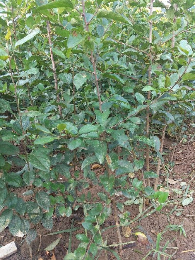 苹果苗实生苗砧木M26,M9T337,G935,自根砧