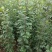 苹果苗实生苗砧木M26,M9T337,G935,自根砧