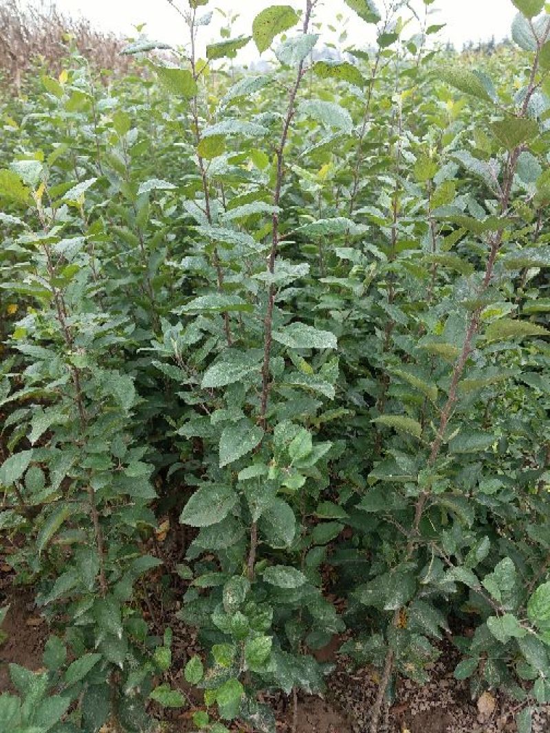 苹果苗实生苗砧木M26,M9T337,G935,自根砧