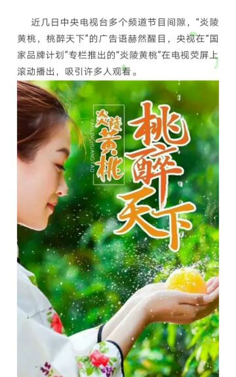 炎陵黄桃，