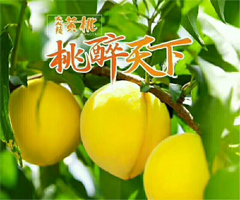 炎陵黄桃，