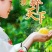 炎陵黄桃，