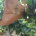 秋月梨