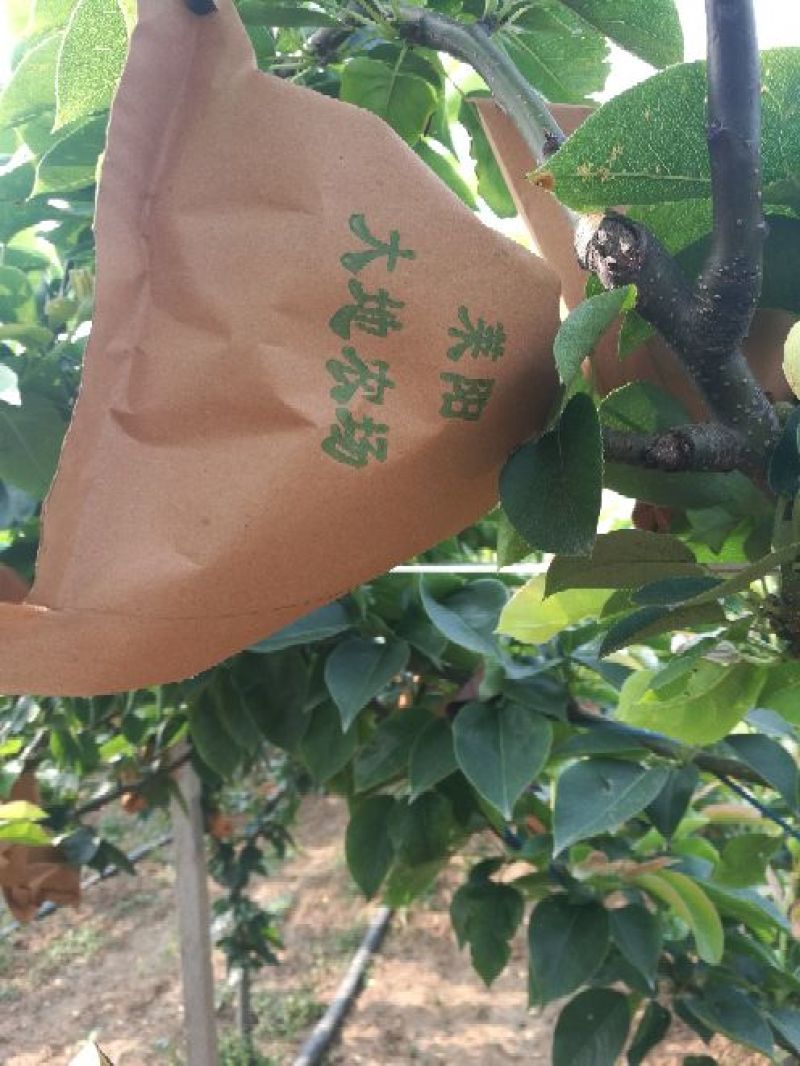 秋月梨