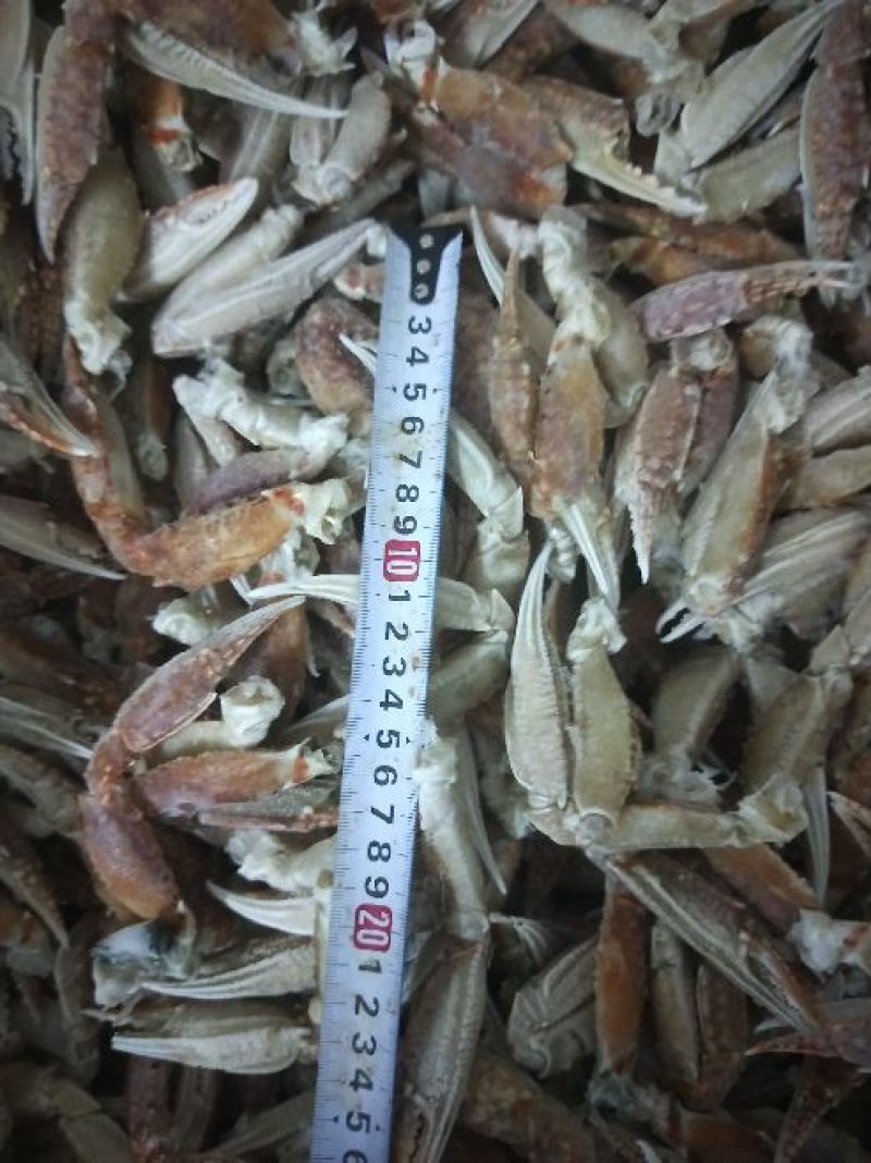 扁蟹脚扁蟹钳大号中号小号壳薄肉多品质稳定