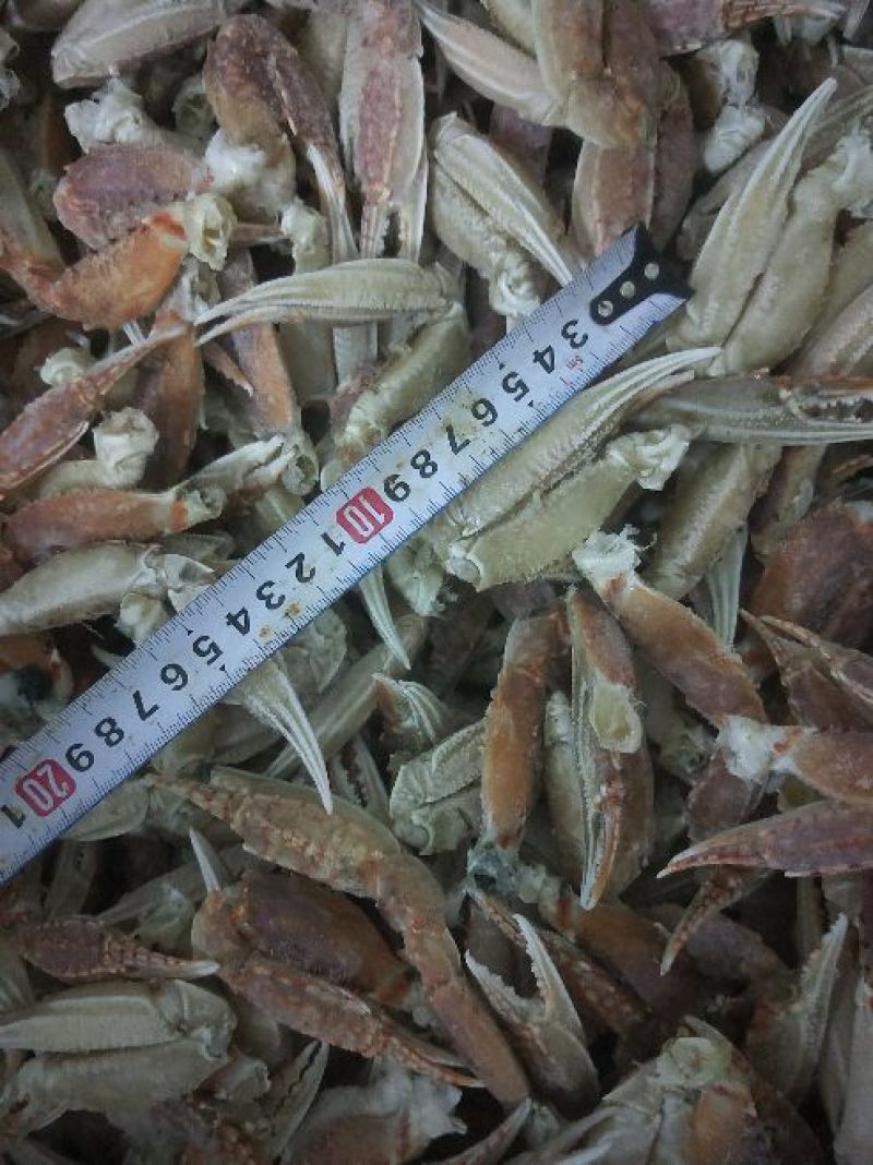 扁蟹脚扁蟹钳大号中号小号壳薄肉多品质稳定
