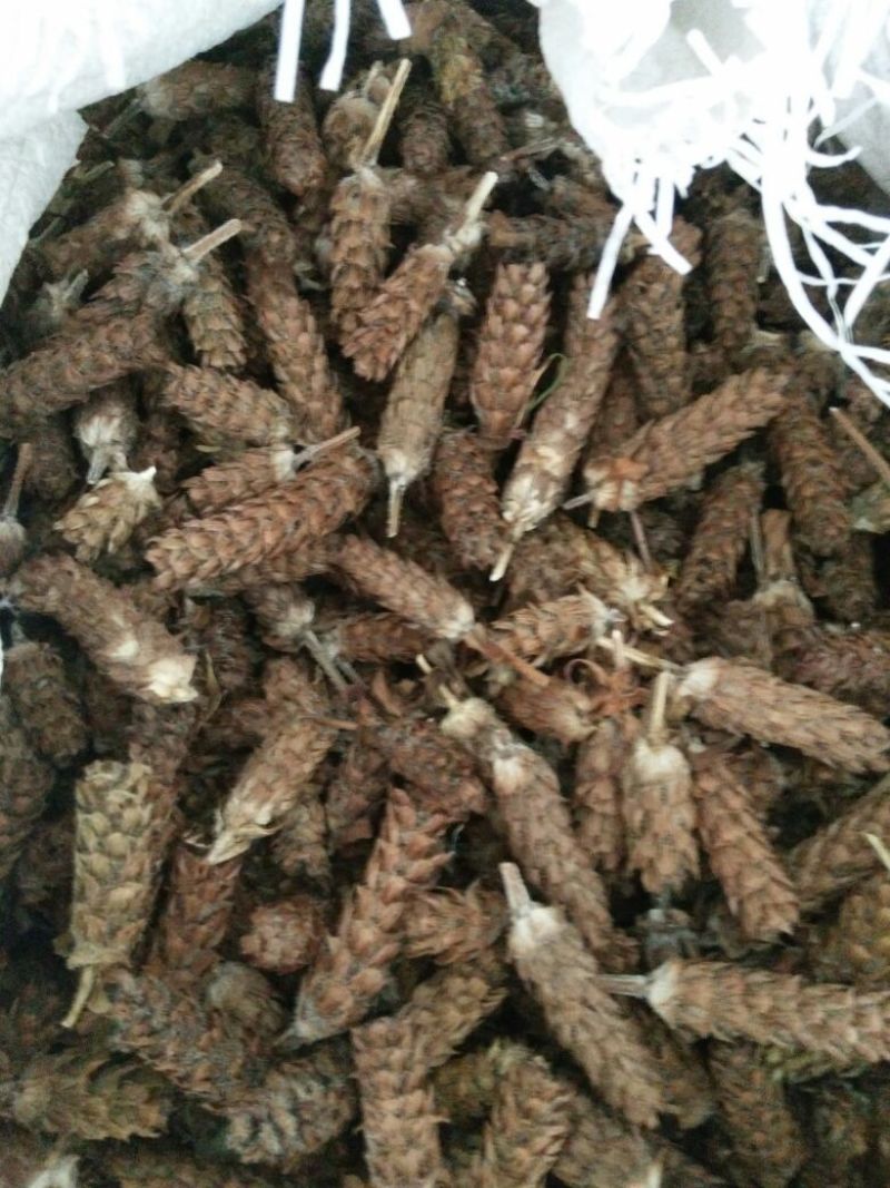 野生夏枯球，干度非常好，可以降血压