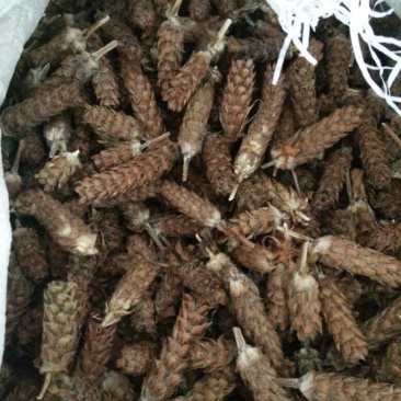 野生夏枯球，干度非常好，可以降血压