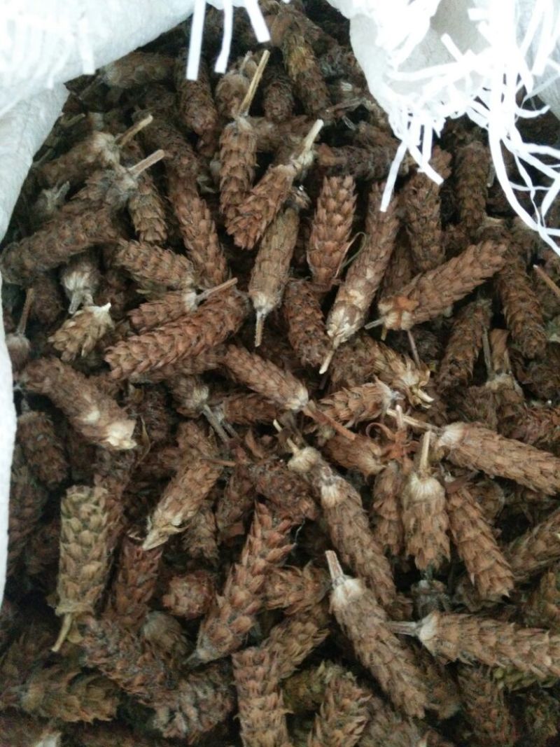 野生夏枯球，干度非常好，可以降血压