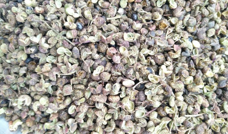 百万商家，实图拍摄山东花椒干早期青新货