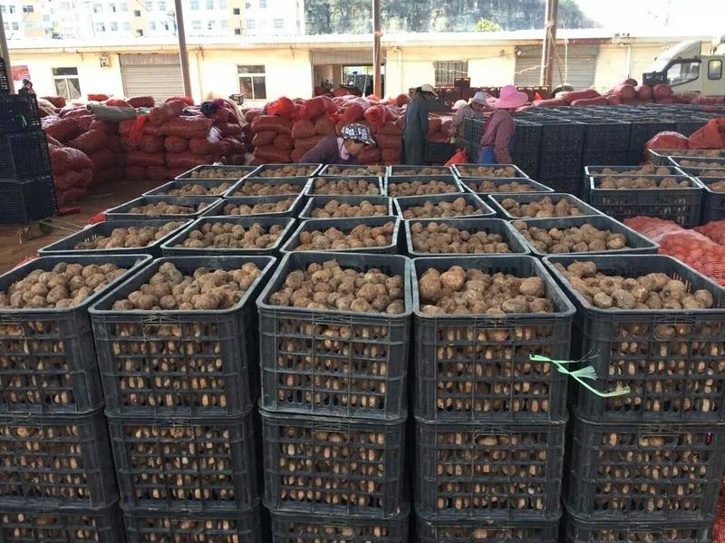 魔芋种子，提供技术指导保底回收全国包邮周边专车送货