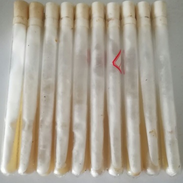 各种蘑菇食用菌母种一级种