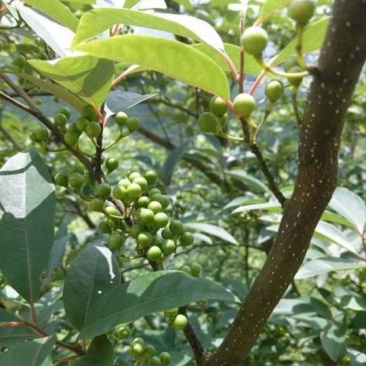 大量收购山苍子干货