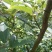 大量收购山苍子干货