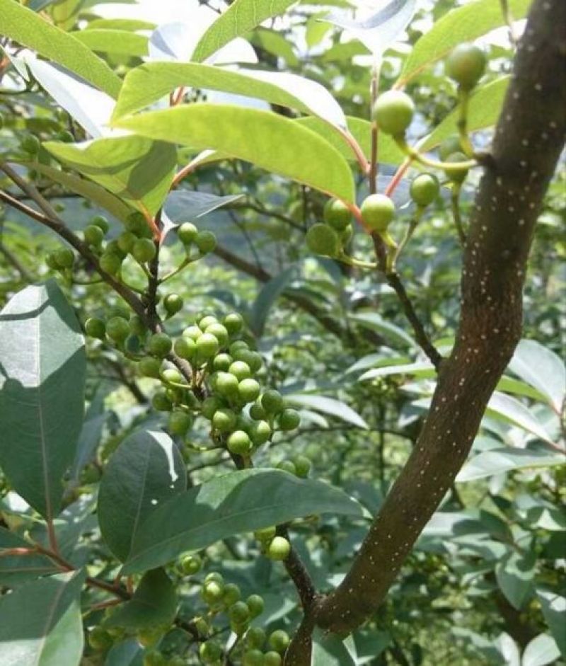 大量收购山苍子干货
