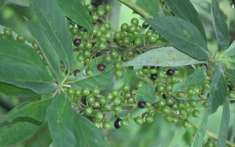 大量收购山苍子干货