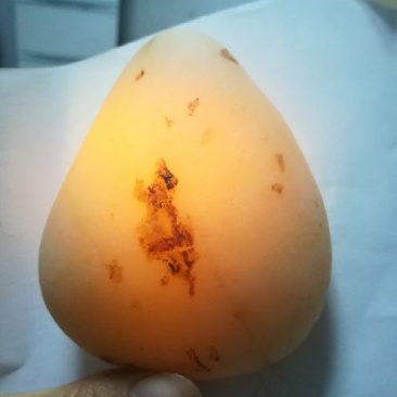 毛石.奇石（艺术品）