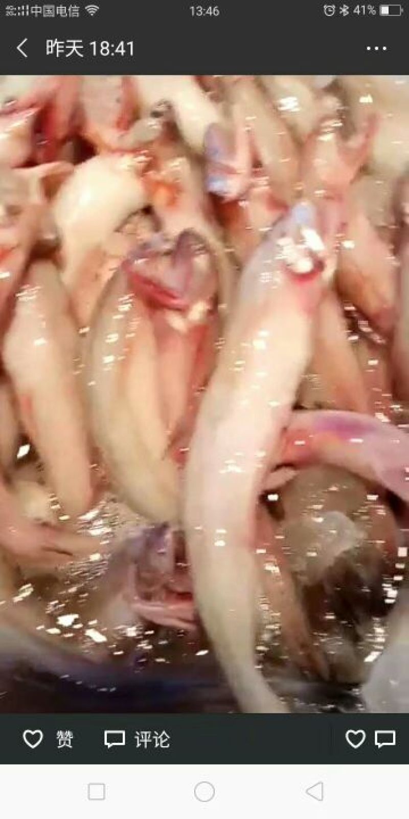 龙头鱼
