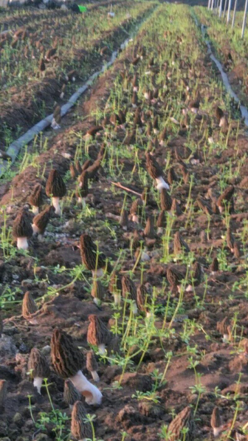 羊肚菌菌种栽培种预售送营养液配方管理资料