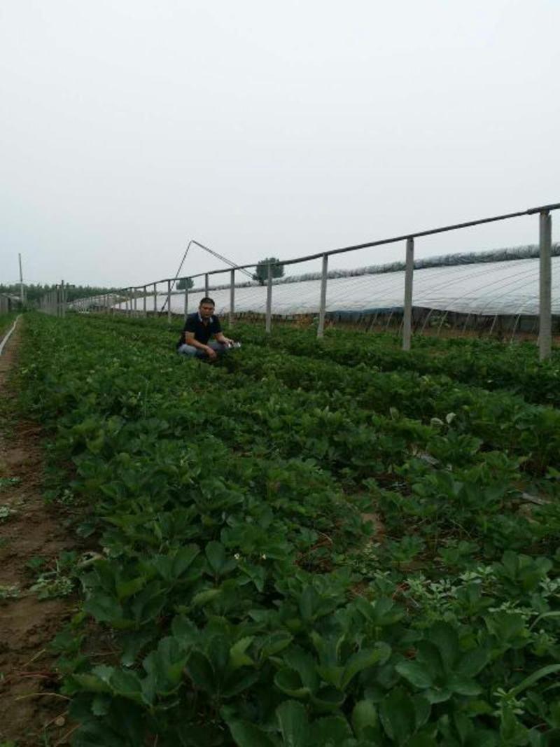 优质红颜草莓苗奶油草莓苗基地现挖现发质量保证