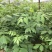 纯正中花吴茱萸苗50cm～80cm