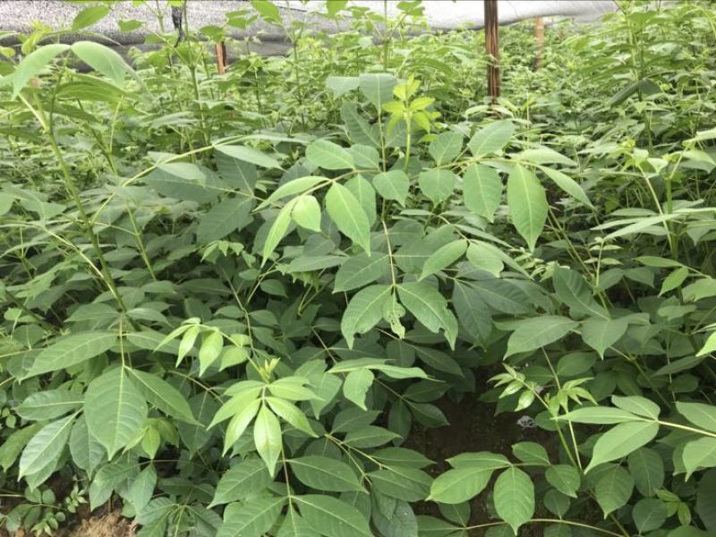 纯正中花吴茱萸苗50cm～80cm