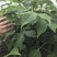 纯正中花吴茱萸苗50cm～80cm