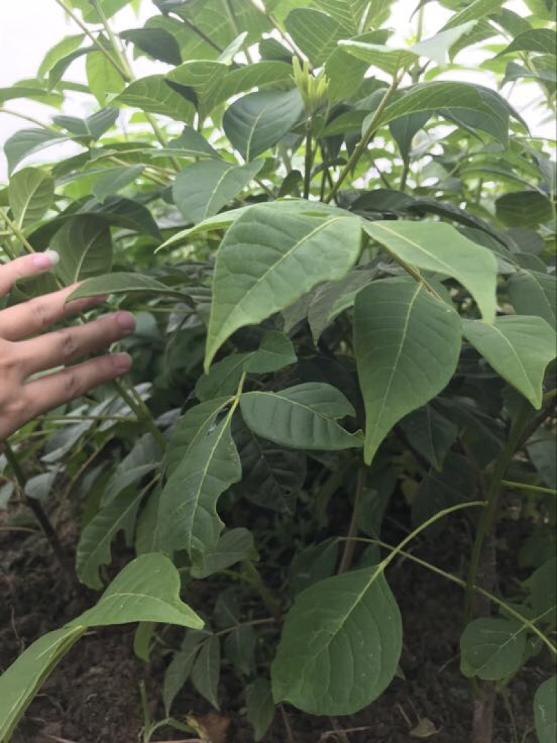 纯正中花吴茱萸苗50cm～80cm