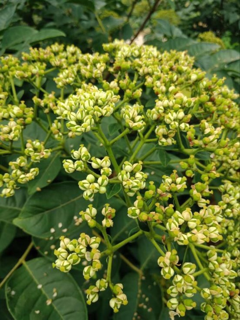 纯正中花吴茱萸苗50cm～80cm