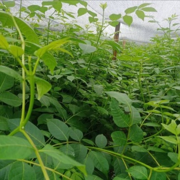纯正中花吴茱萸苗50cm～80cm