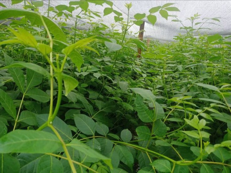 纯正中花吴茱萸苗50cm～80cm