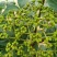 纯正中花吴茱萸苗50cm～80cm