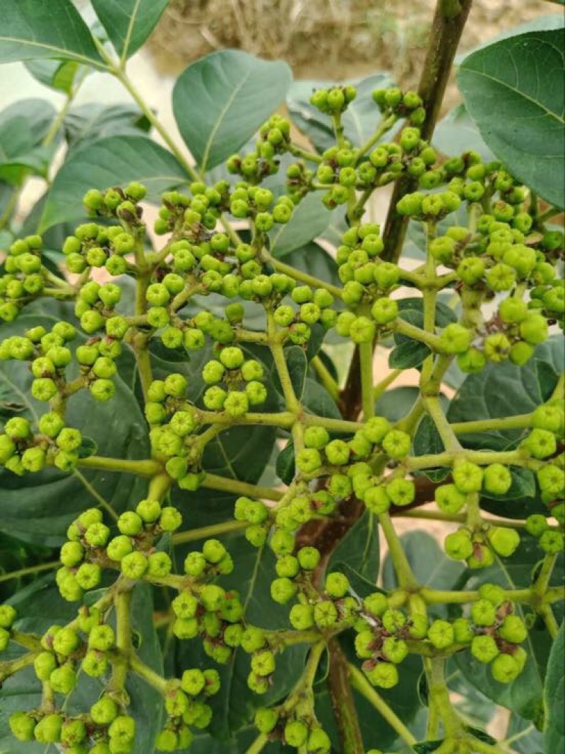 纯正中花吴茱萸苗50cm～80cm