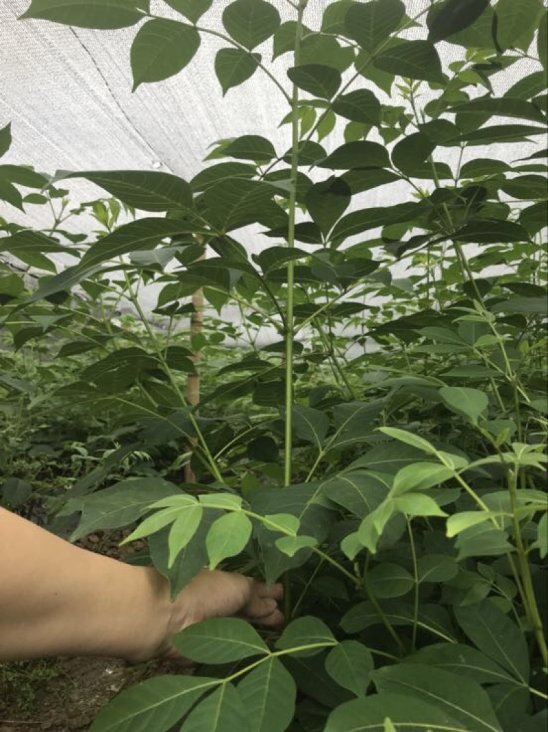 纯正中花吴茱萸苗50cm～80cm