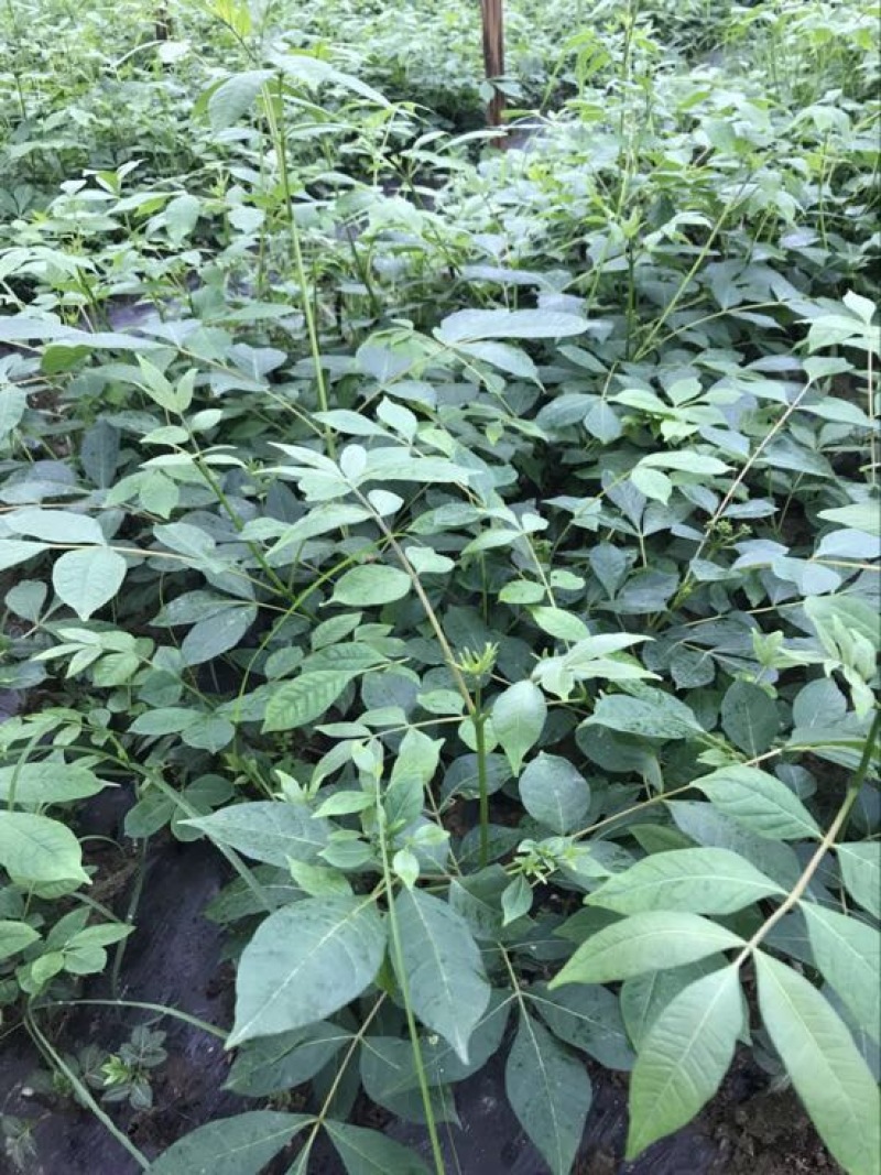 纯正中花吴茱萸苗50cm～80cm