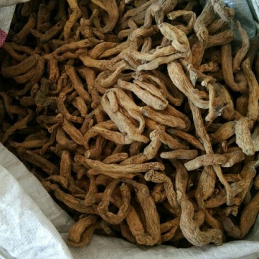 玉竹统条