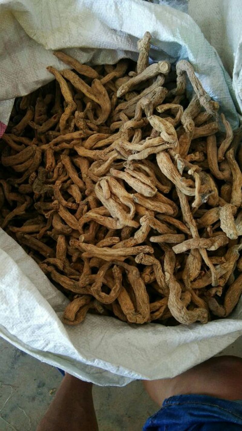 玉竹统条